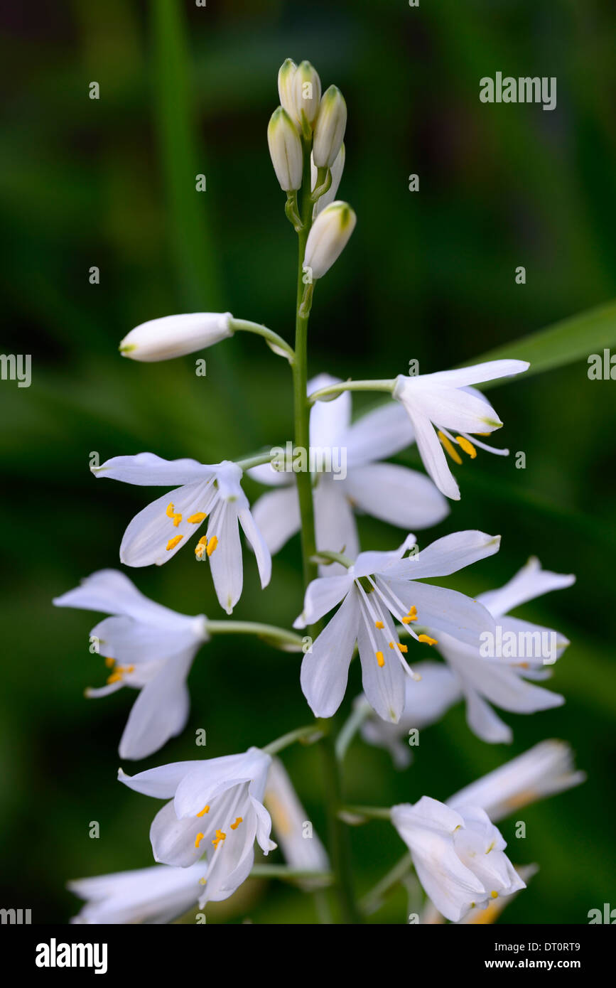 anthericum liliago major white flower flowers flowering St Bernards lily raceme panicle spike spire perennial Stock Photo