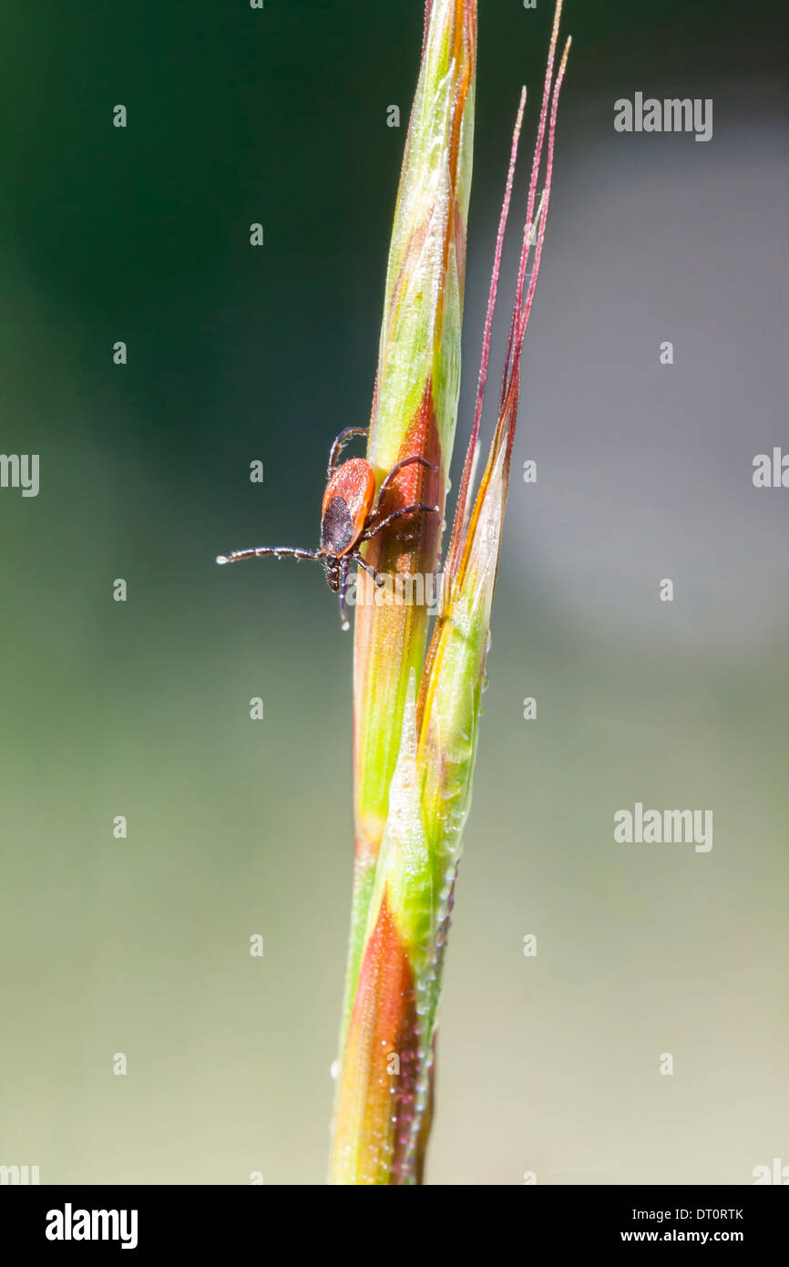 Closeup of a tick on a plant straw Stock Photo