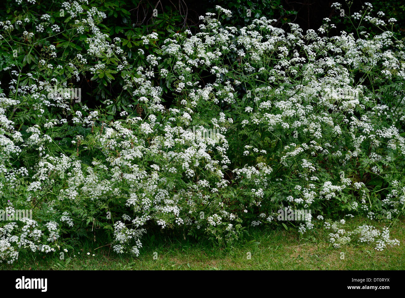 Anthriscus sylvestris white flowers Cow parsley flower flowering