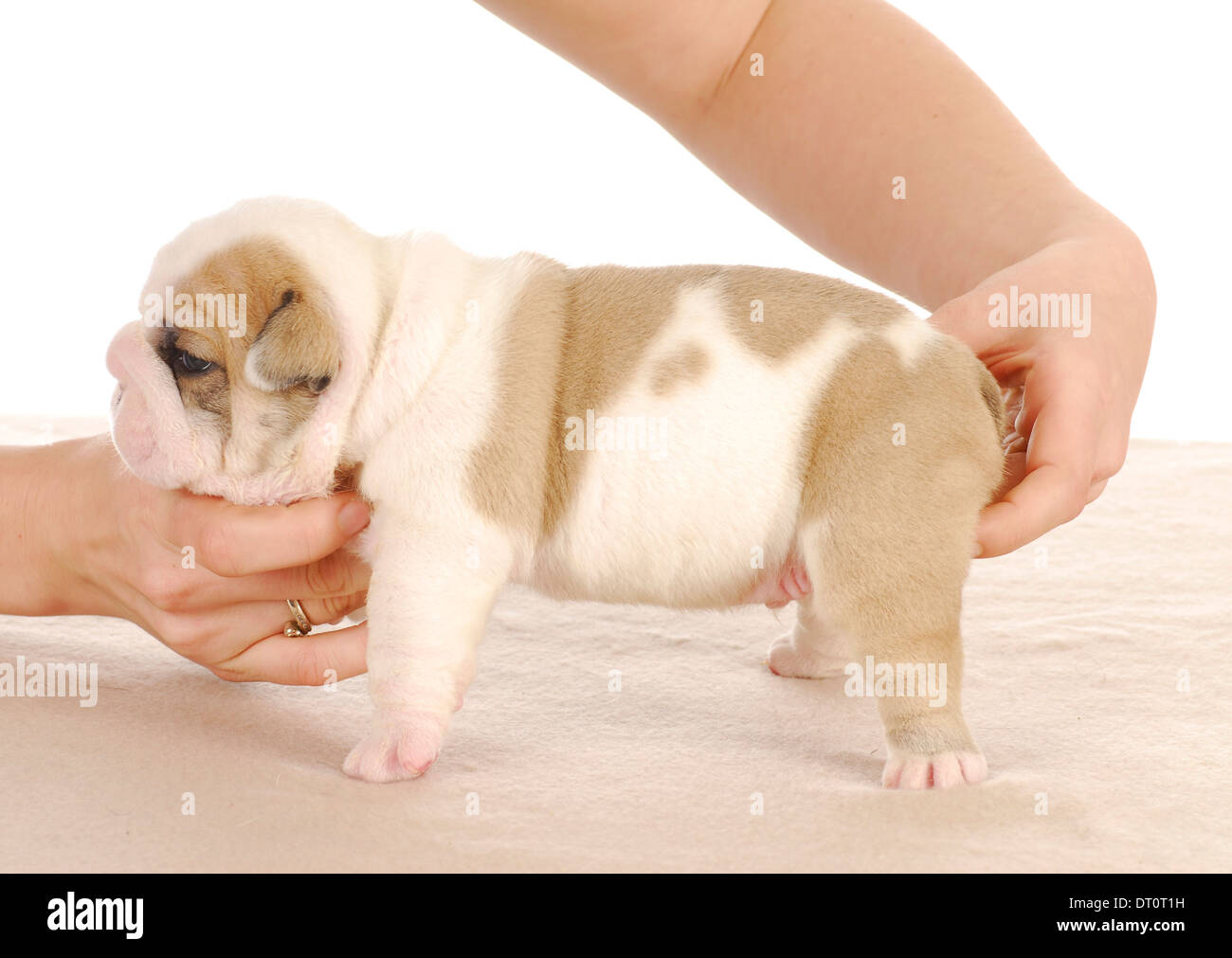 newborn english bulldog