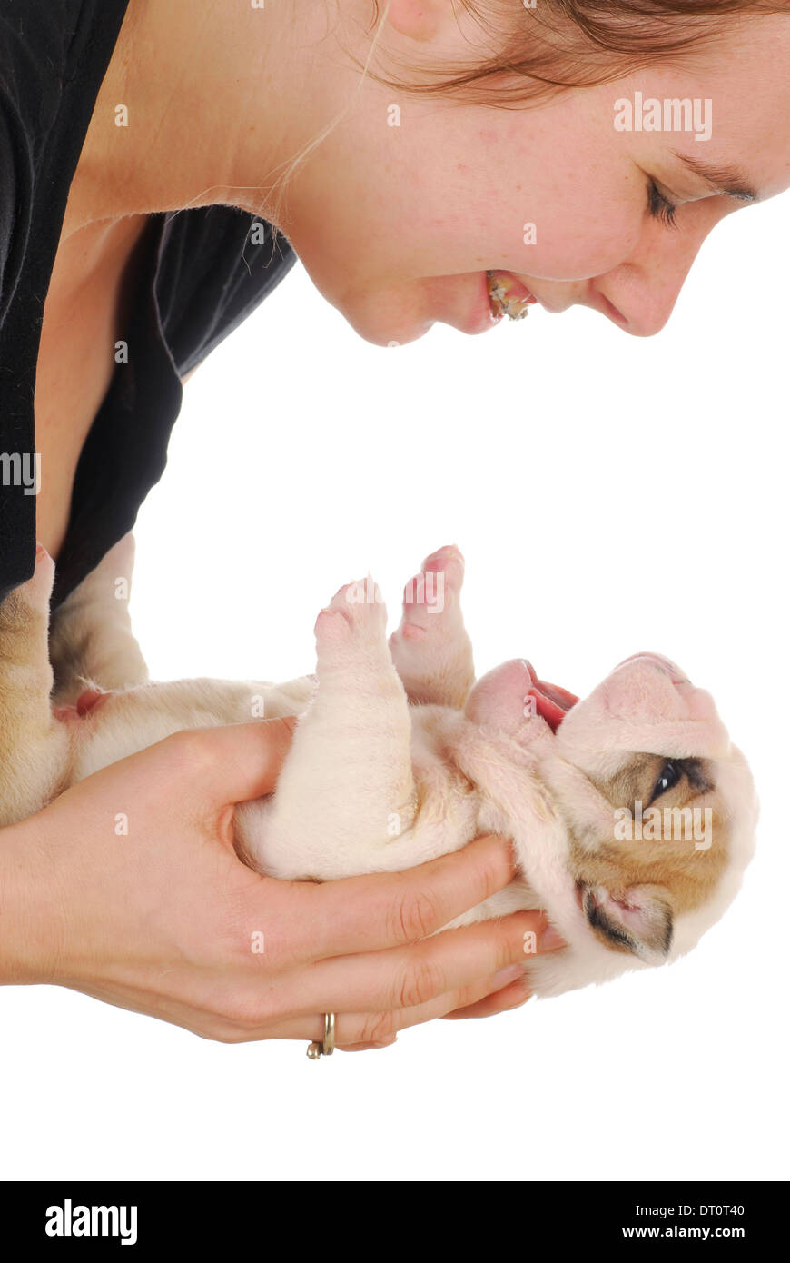 woman and puppy - person holding on to three week old english bulldog puppy on white background Stock Photo