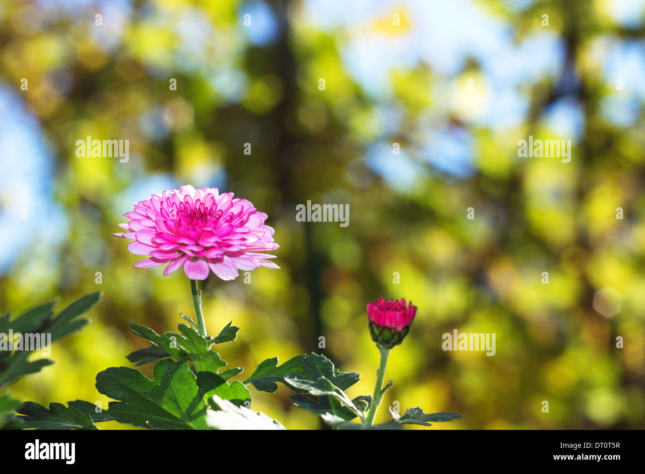 Chrysanthemums, sometimes called mums or chrysanths, are flowering