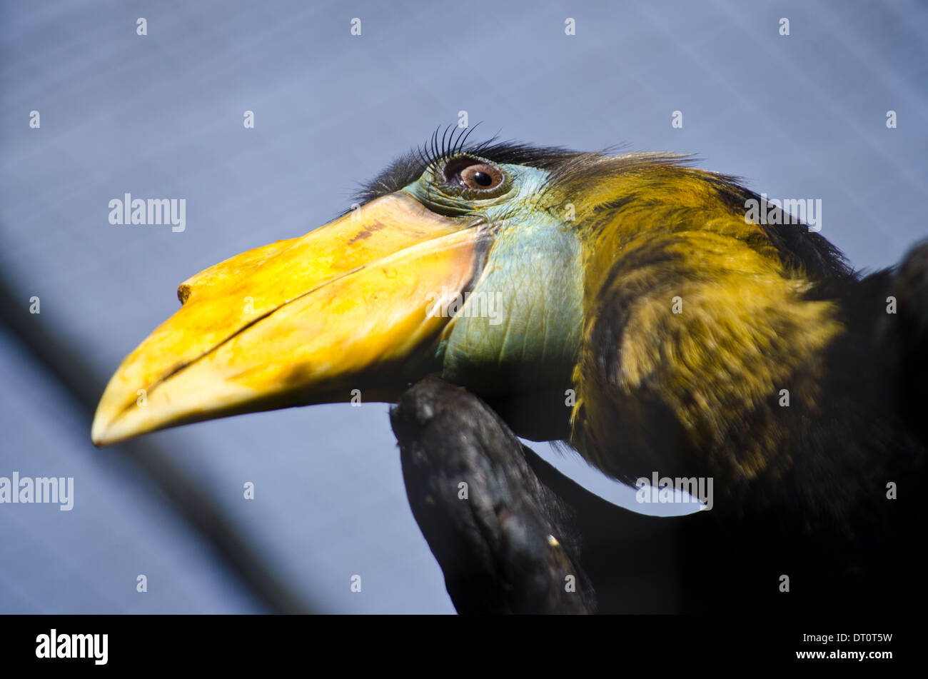 Hornbill with bright yellow beak and long eyelashes Stock Photo