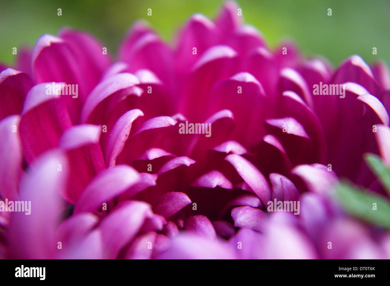 Chrysanthemum vector hires stock photography and images Alamy