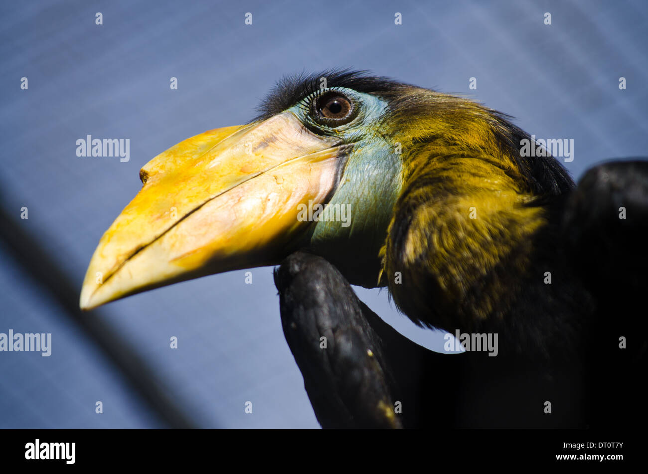 Hornbill bird with large yellow beak and long eyelashes Stock Photo