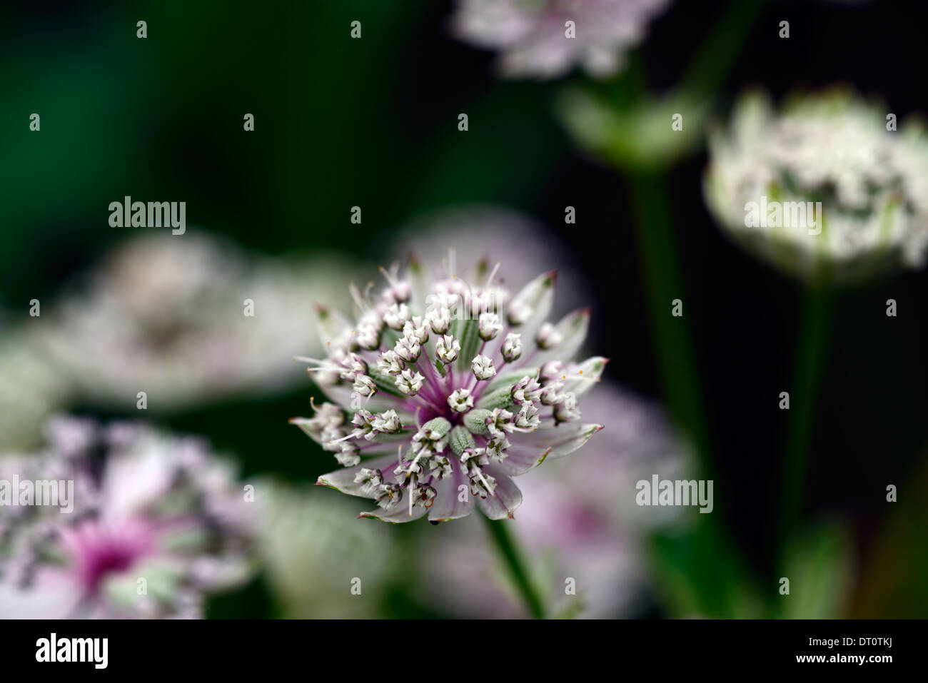 Astrantia major sunningdale variegated perennial flower flowers flowering pink white silver green bracts bloom blossom perennial Stock Photo