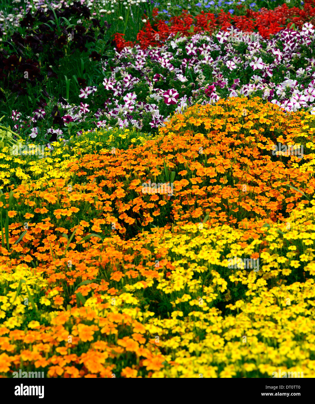 tagetes golden gem tagetes tangerine gem mix mixed flower bed border borders bedding display annuals annual flower flowers plant Stock Photo