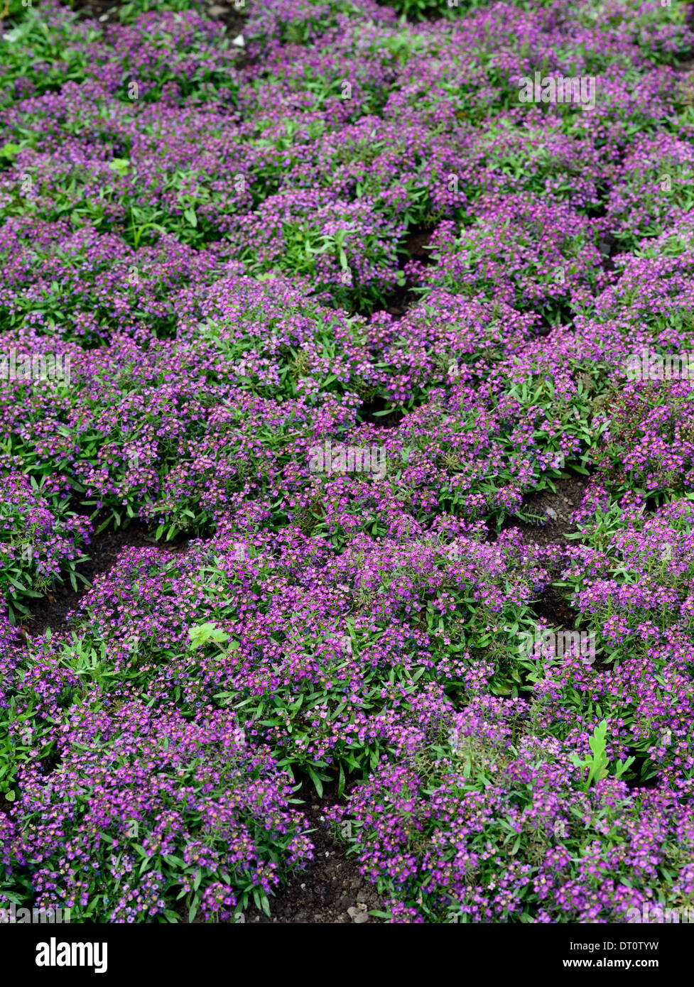 purple flowered bedding plant annual annuals groundcover Stock Photo