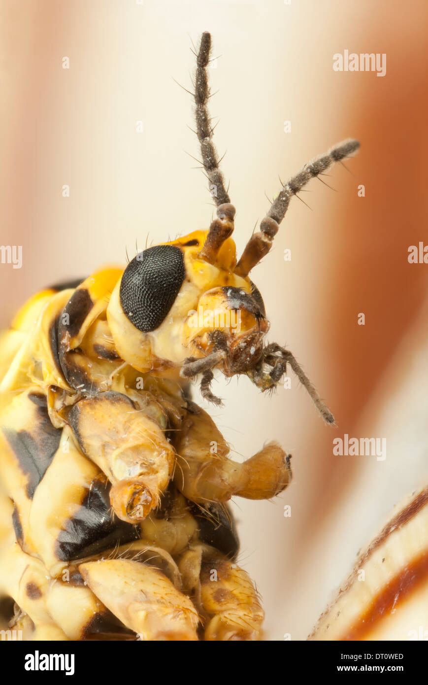 Closeup picture of a big yellow mosquito Stock Photo - Alamy