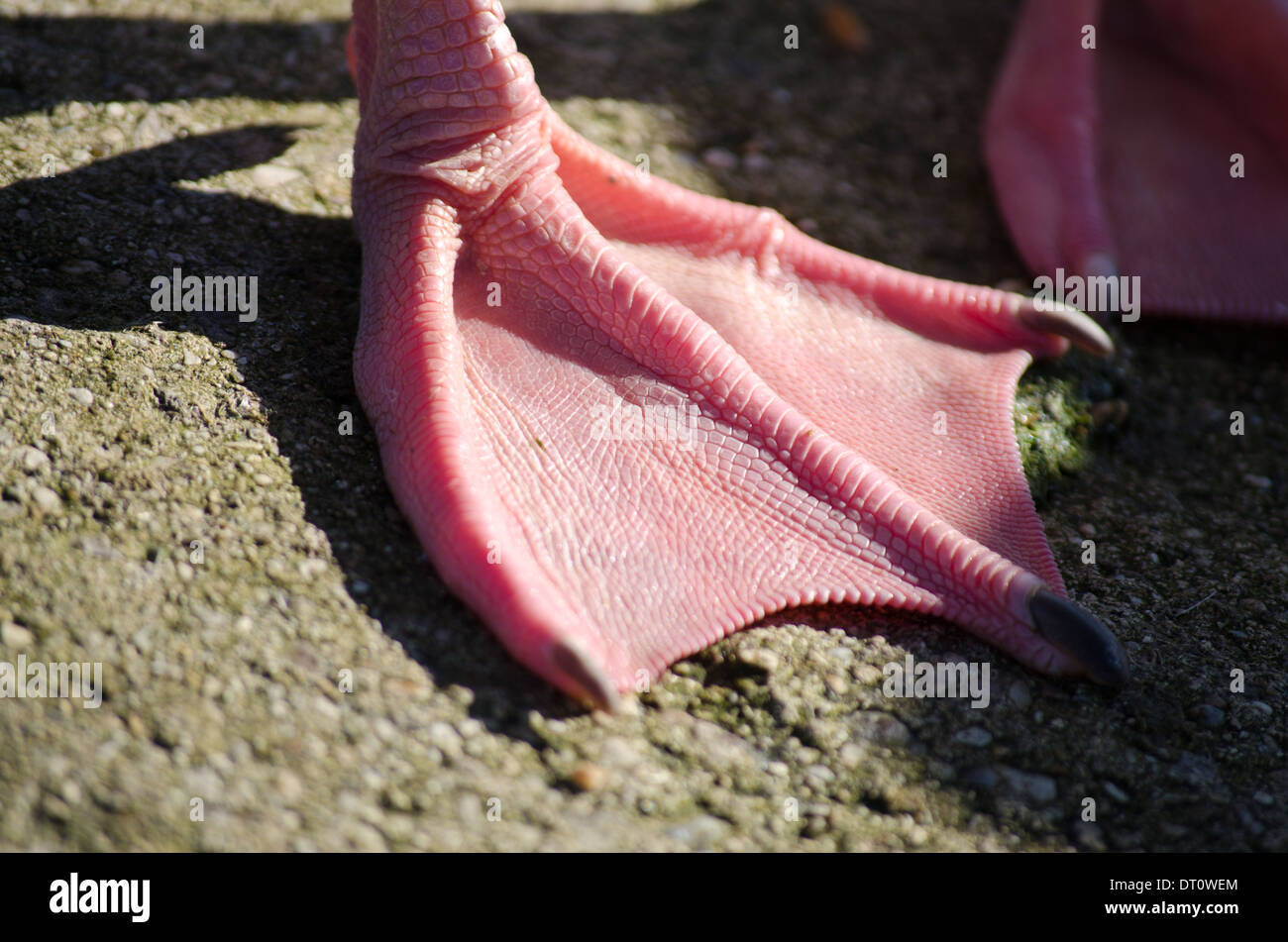 Duck's foot showing webbed toes Stock Photo