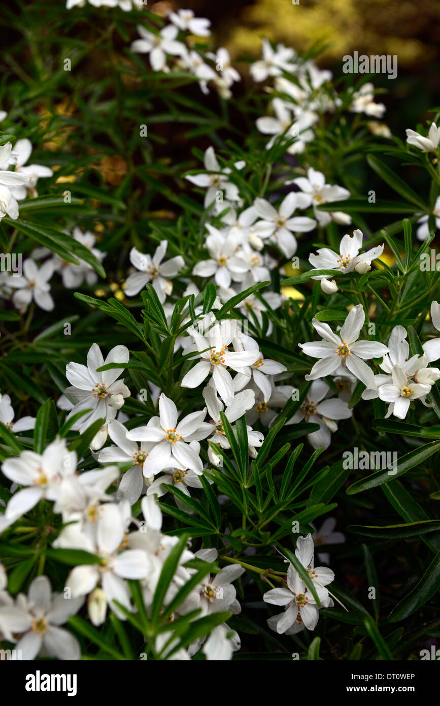 Choisya Ternata Aztec Pearl White Flowers Flowering Evergreen Shrubs choisya-ternata-aztec-pearl-white-flowers-flowering-evergreen-shrubs