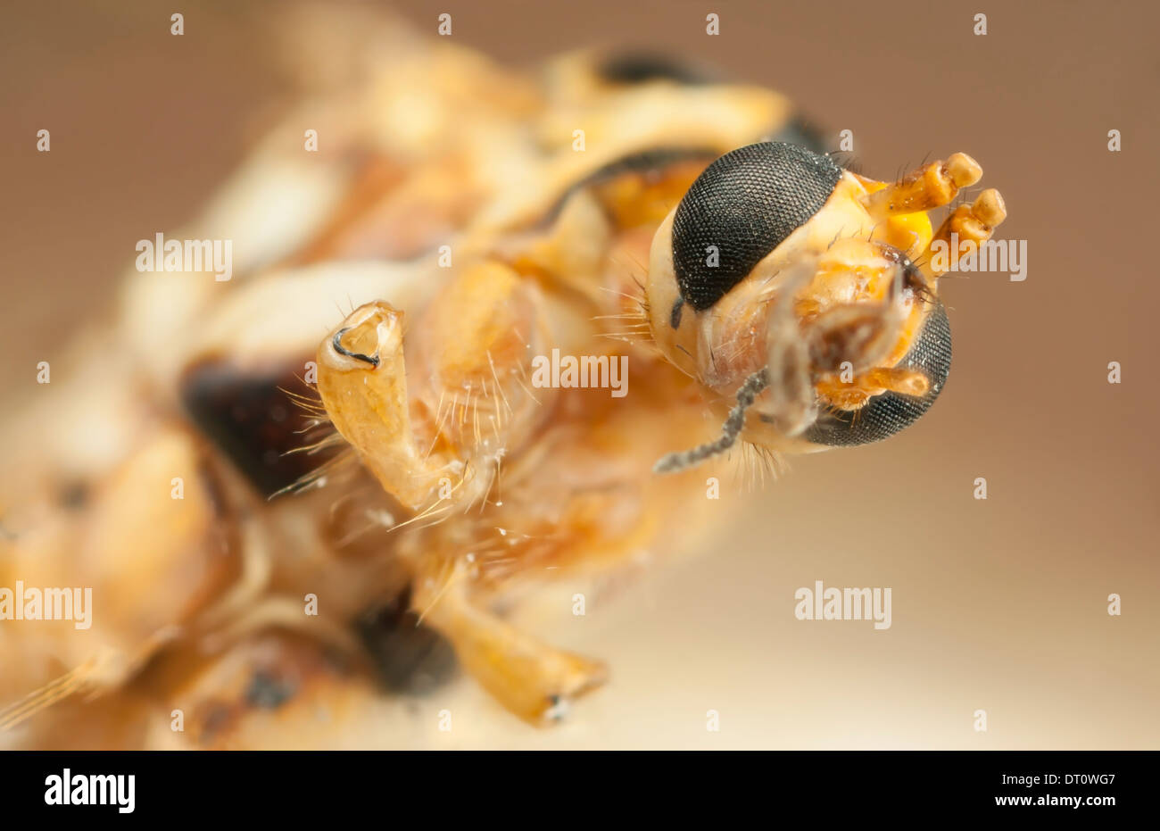 Closeup picture of a big yellow mosquito Stock Photo - Alamy