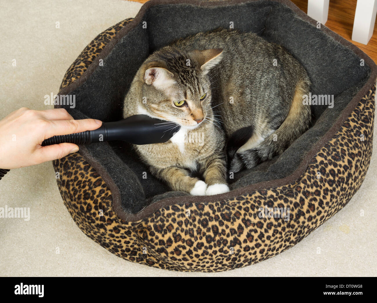 Photo of female hand vacuum cleaning pet sleeping bed with short hair gray tabby cat inside Stock Photo