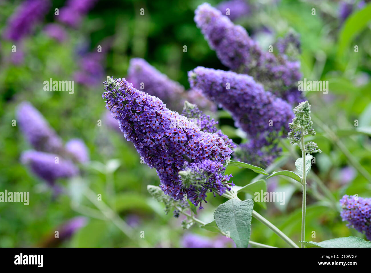 buddleja lochinch plant portraits purple flowers spires deciduous shrubs summer selective focus buddleja Stock Photo