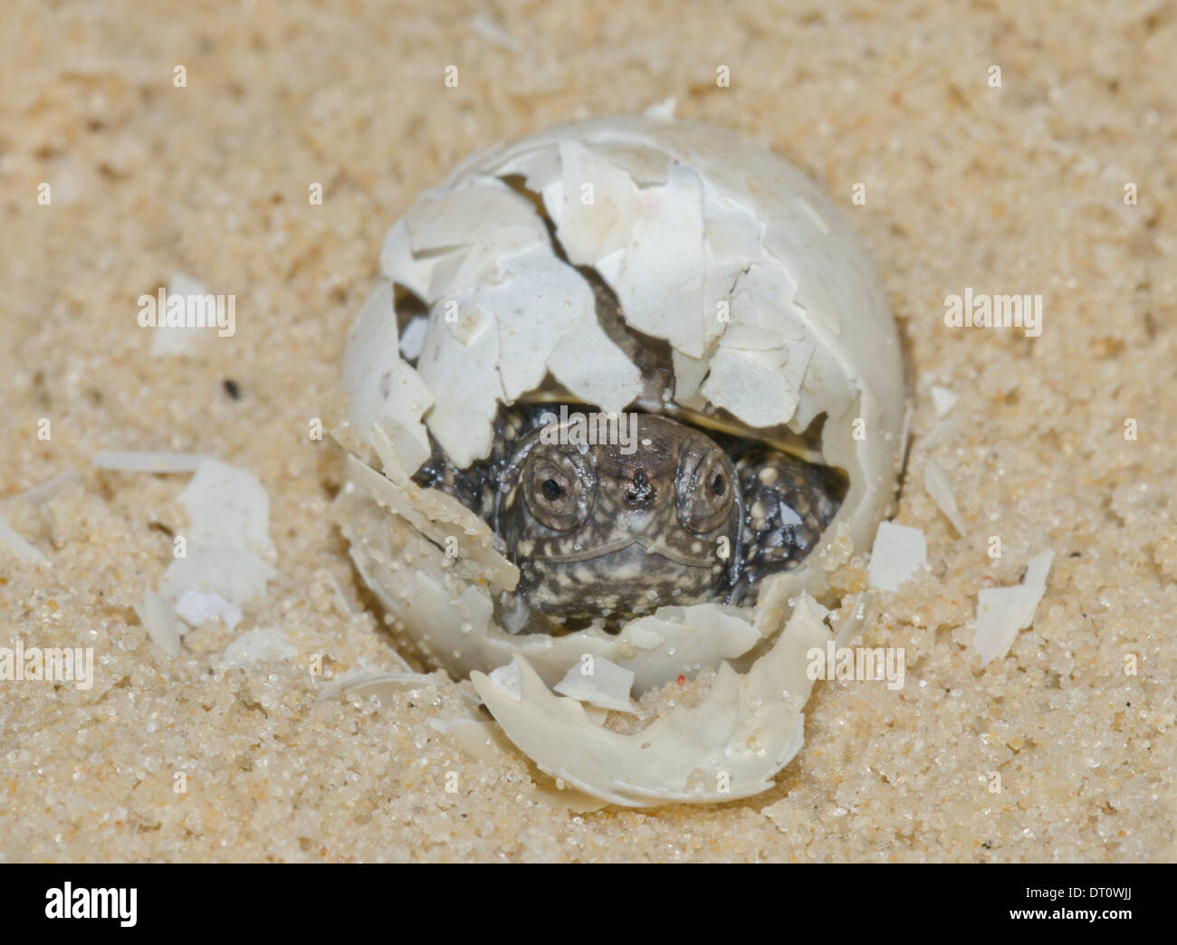 European Pond Tortoise Hatching from Egg (Emys orbicularis) Sequence 5 (of 20) Stock Photo