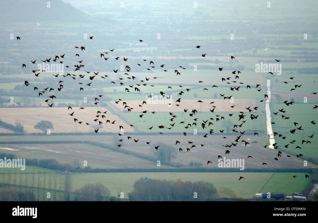 Starlings over the Somerset Levels Stock Photo