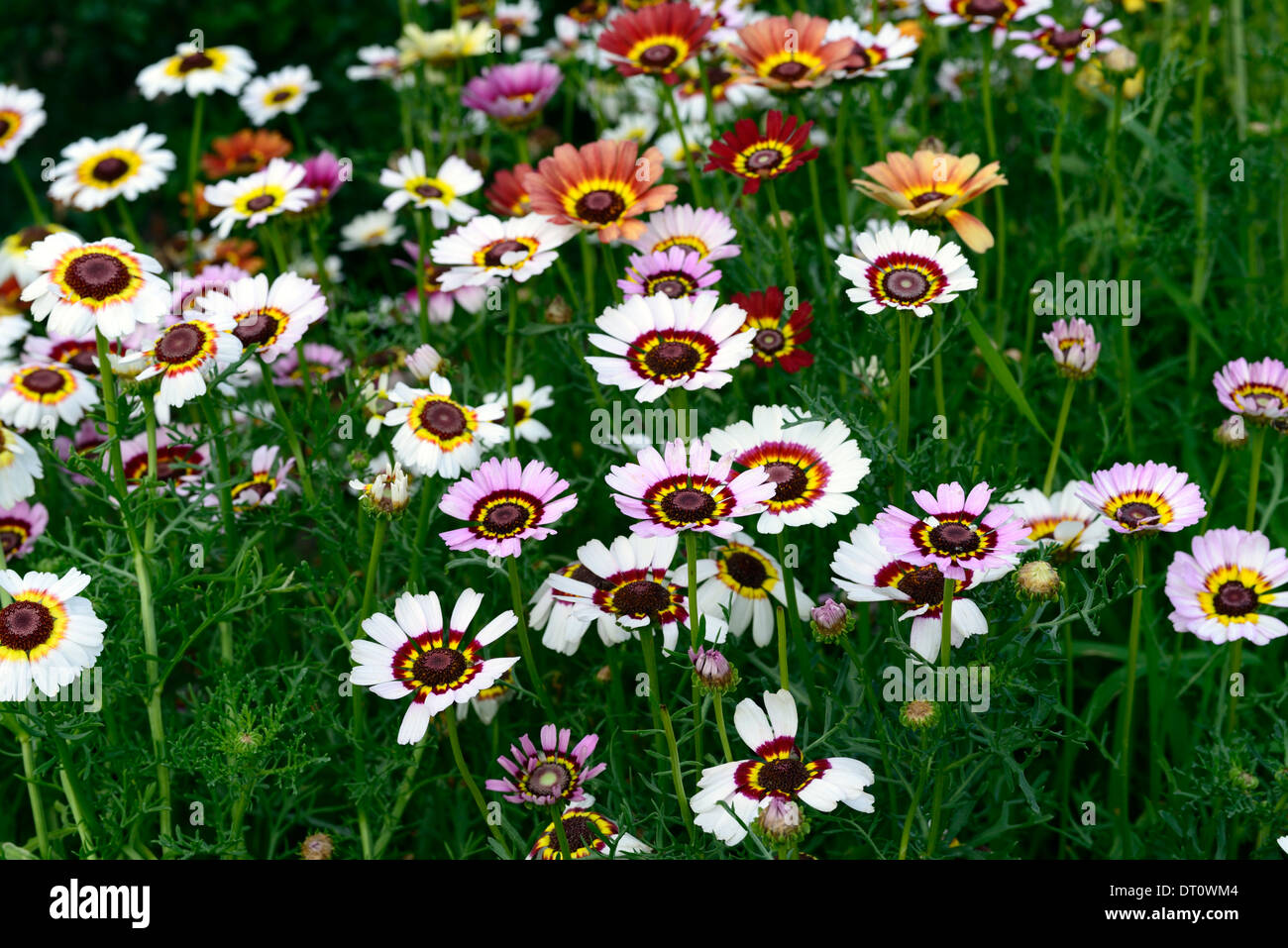 chrysanthemum carinatum merry mix painted daisy Merry Mixture variety annual flower color colors colours bloom flowering Stock Photo