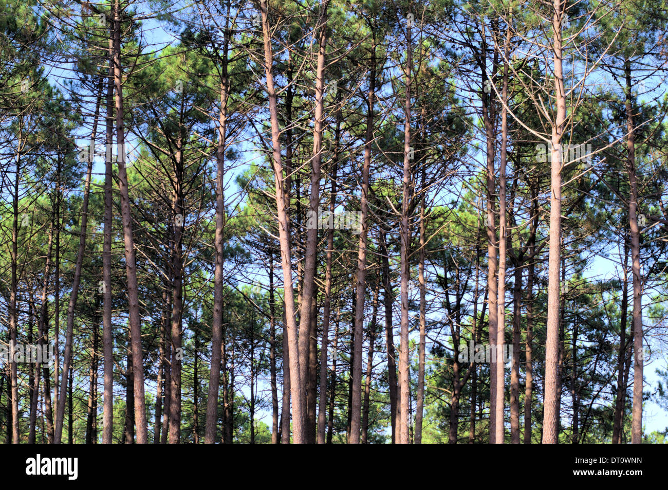 Forest of pine trees Stock Photo - Alamy