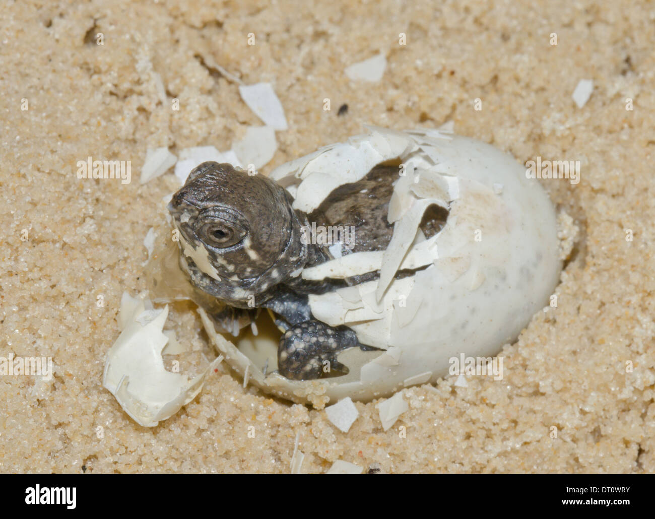 European pond turtle emys orbicularis hatchling hires stock