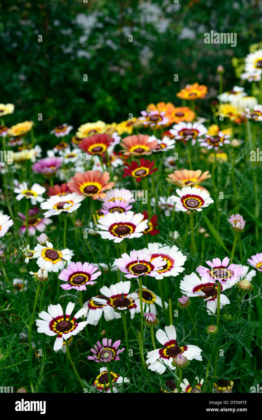 chrysanthemum carinatum merry mix painted daisy Merry Mixture variety annual flower color colors colours bloom flowering Stock Photo