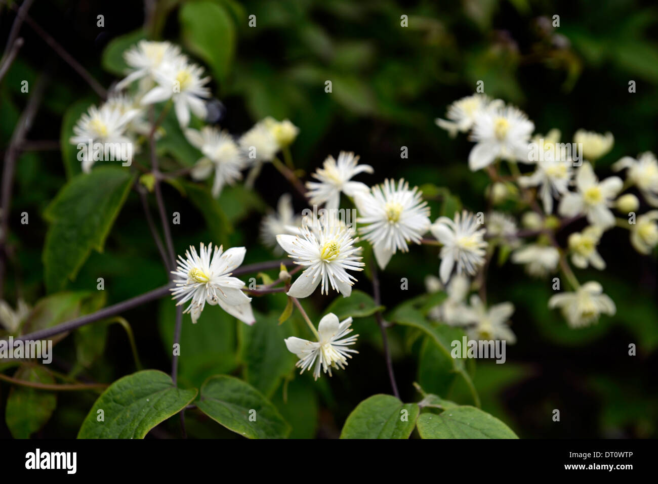 clematis tibetana var vernayi white seed heads summer flowering flowers climber climbing plant climbers Stock Photo