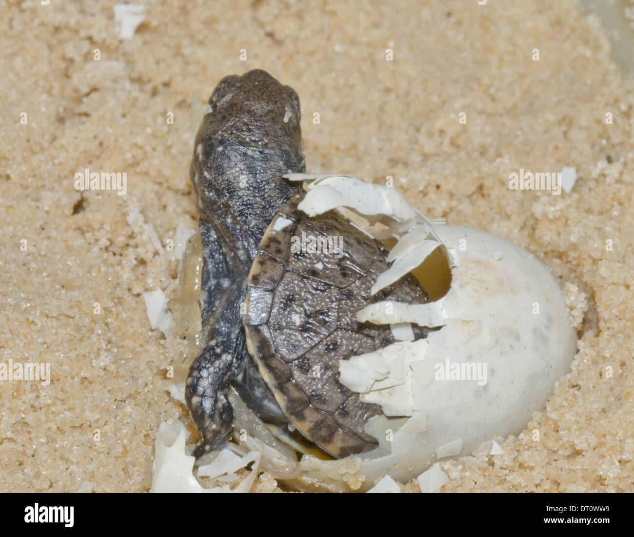 European Pond Tortoise Hatching from Egg (Emys orbicularis) Sequence 14 (of 20) Stock Photo