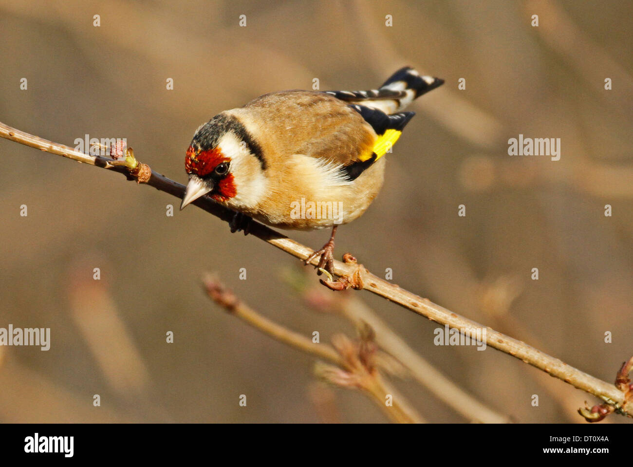 Goldfinch,carduelis carduelis,perching Stock Photo