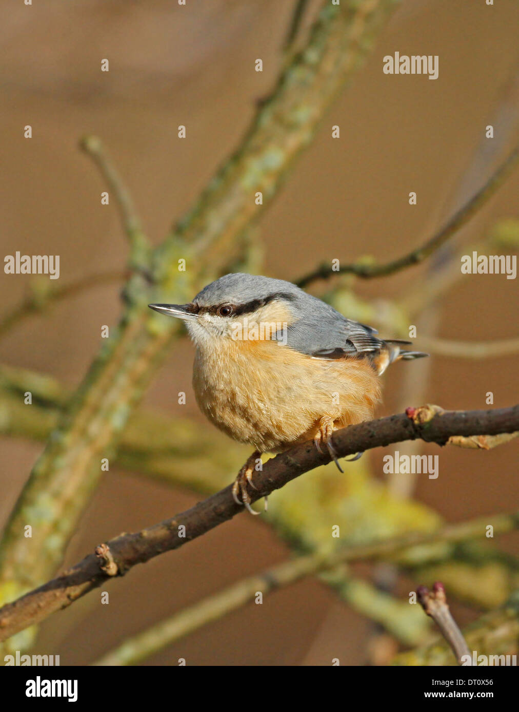 Nuthatch, Sitta europea, perched in tree, Stock Photo