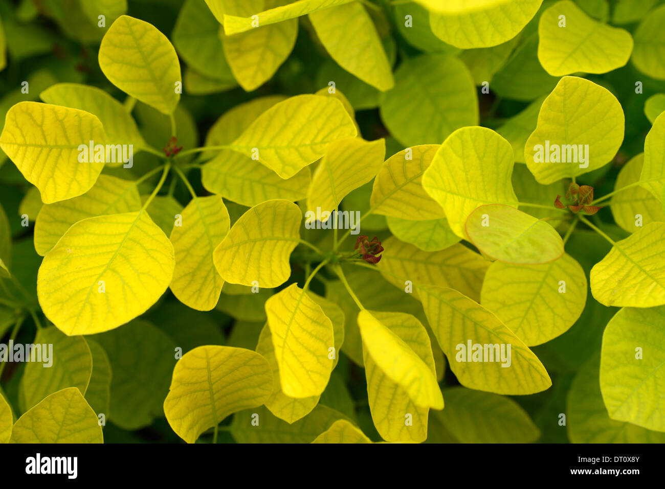 cotinus coggygria golden spirit lime green leaves foliage shrub Stock