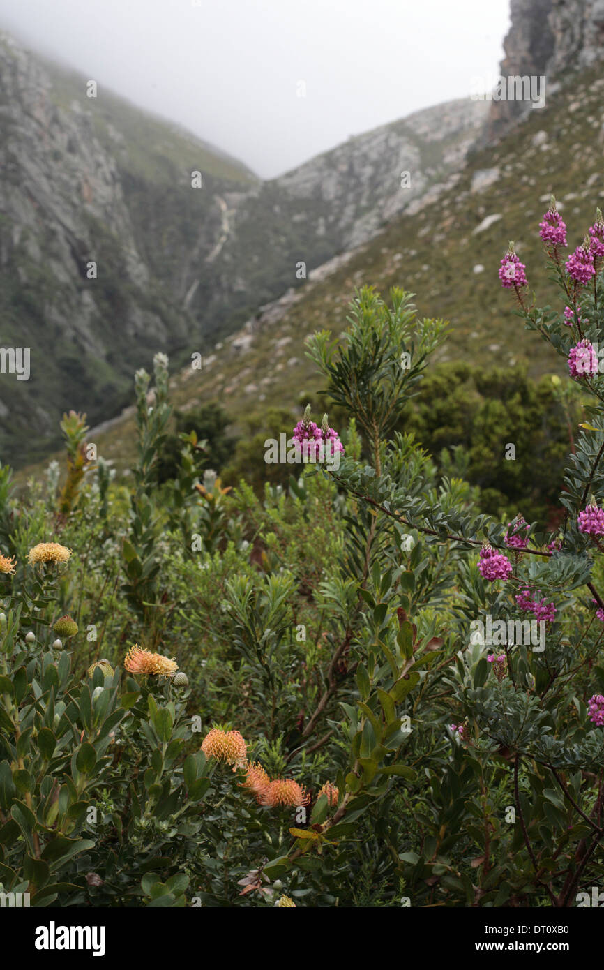 Fynbos bushes in bloom in Harold Porter National Botanical Garden, Betty's Bay, South Africa Stock Photo