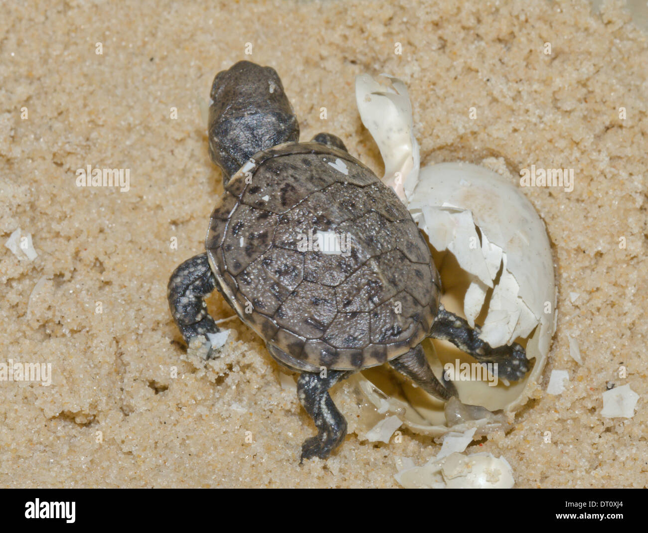 European Pond Tortoise Hatching from Egg (Emys orbicularis) Sequence 17 (of 20) Stock Photo