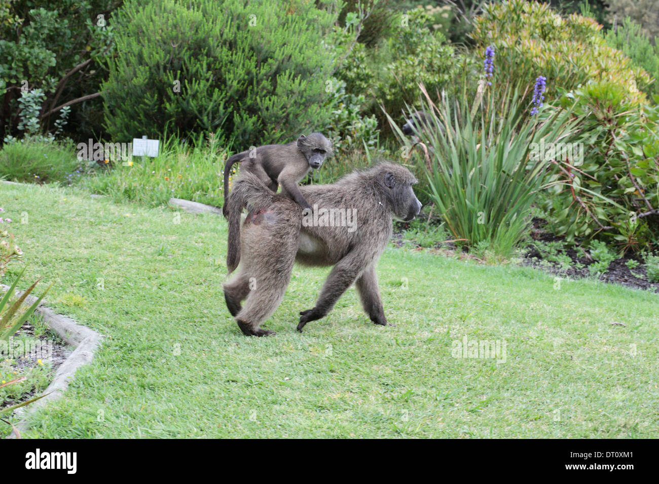 Female baboon carrying her child on her back in Harold Porter Botanical Garden in Betty's Bay Stock Photo
