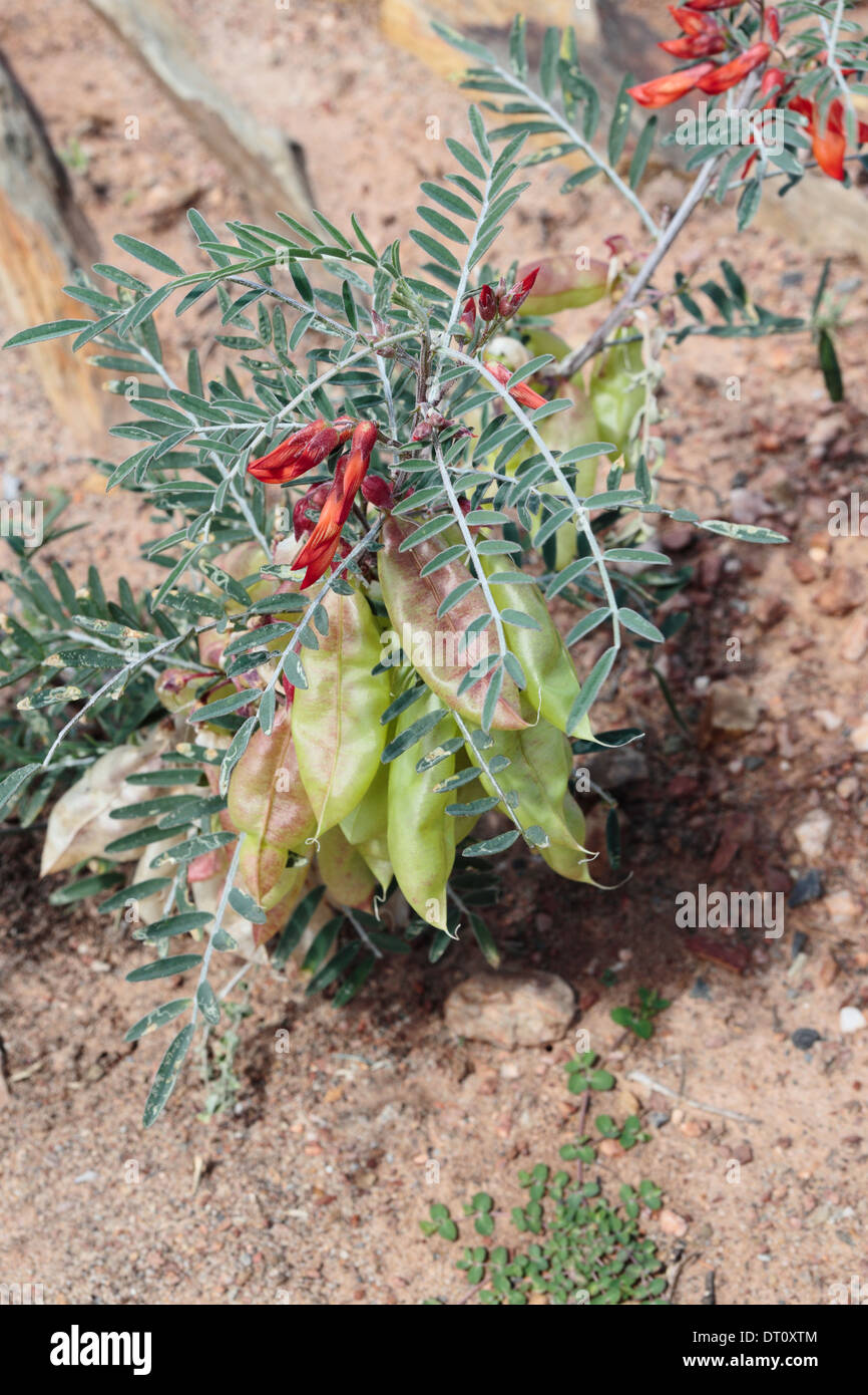 Sutherlandia frutescens in bloom with seed capsules (cultivated specimen) Stock Photo