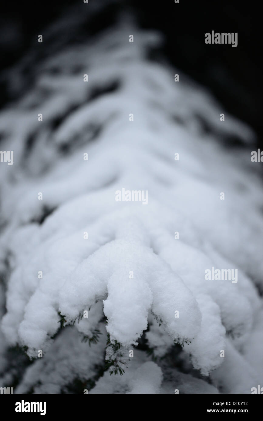 Pine tree branch with snow Stock Photo - Alamy