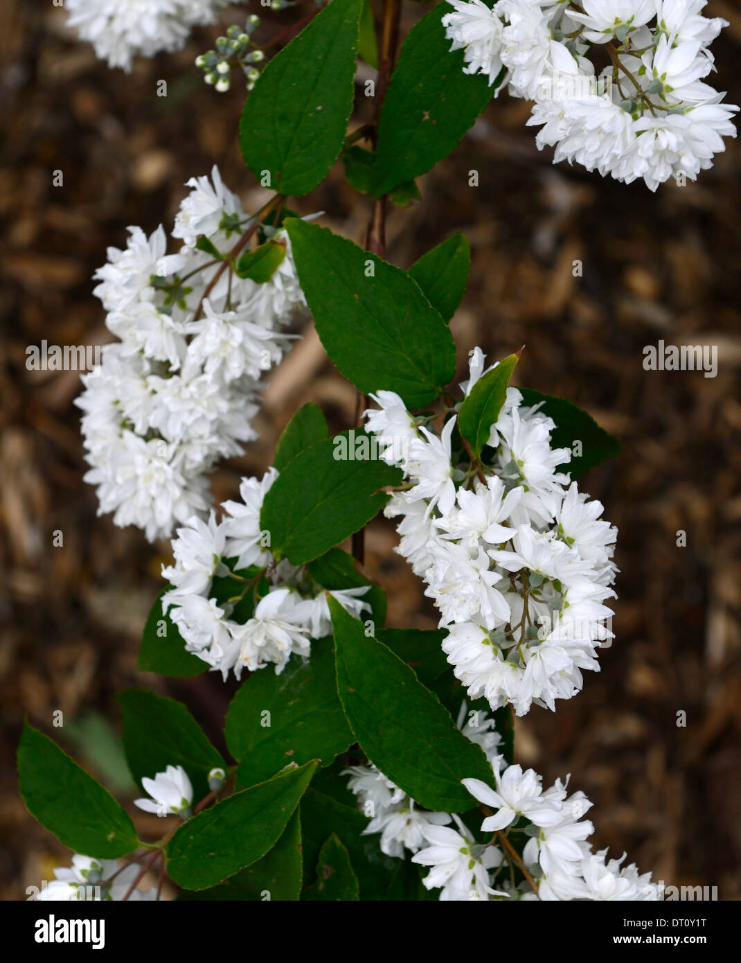 deutzia x magnifica white flowers flower flowering spring Deciduous shrub shrubs green leaves foliage deutzias Stock Photo