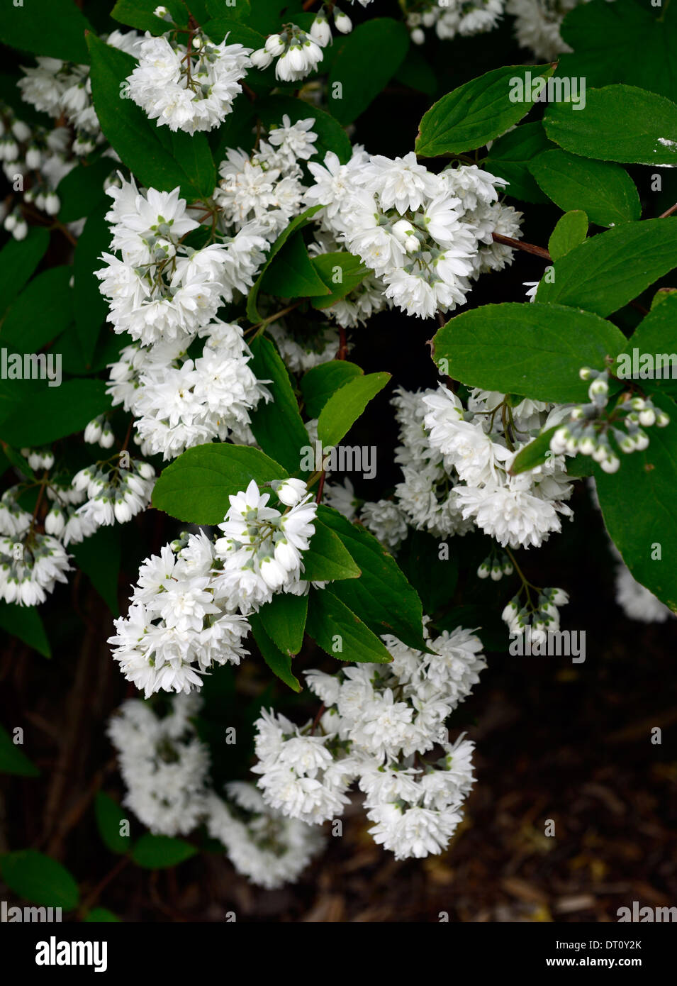 deutzia x magnifica white flowers flower flowering spring Deciduous shrub shrubs green leaves foliage deutzias Stock Photo