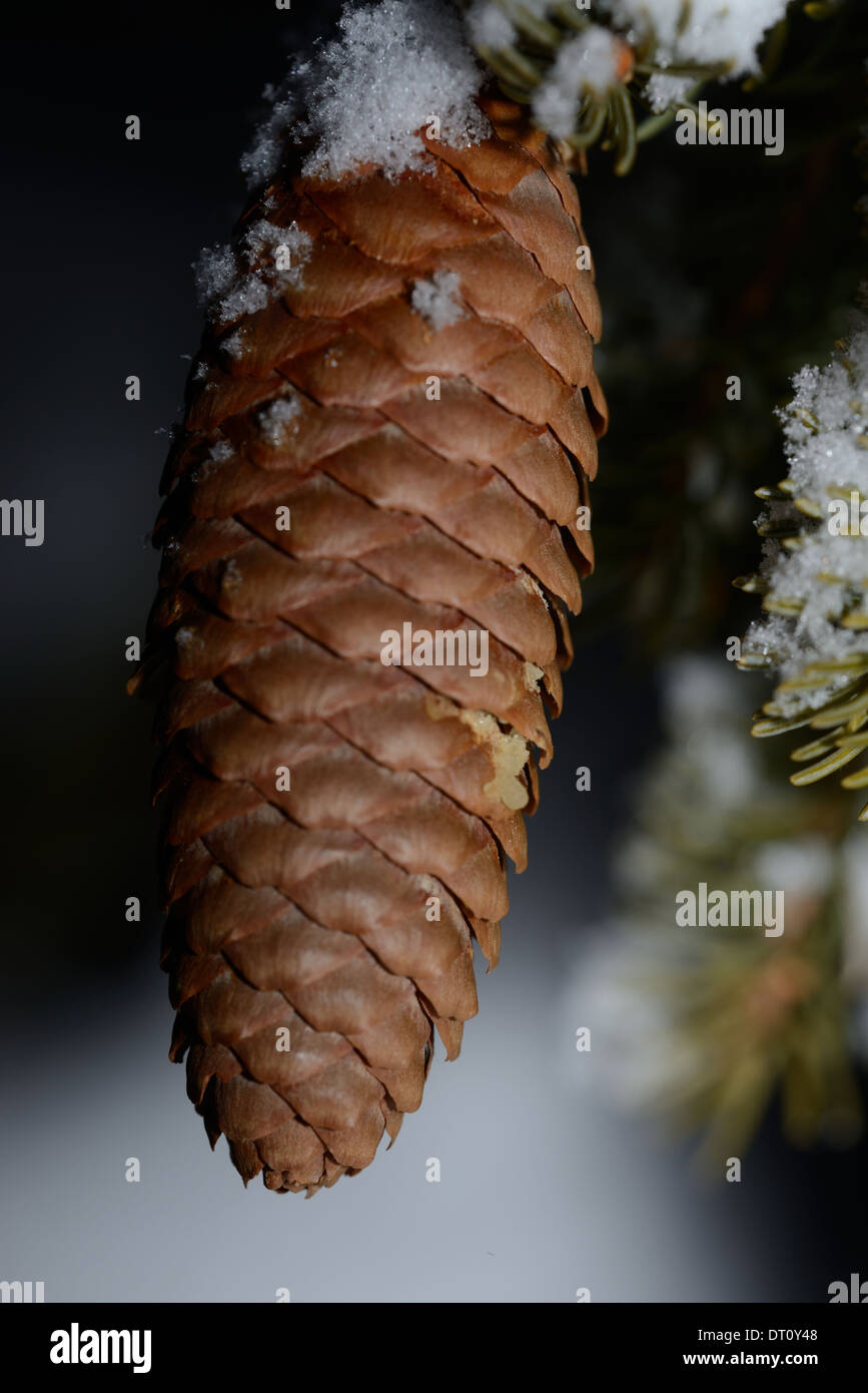 Pine cone close up hi-res stock photography and images - Alamy