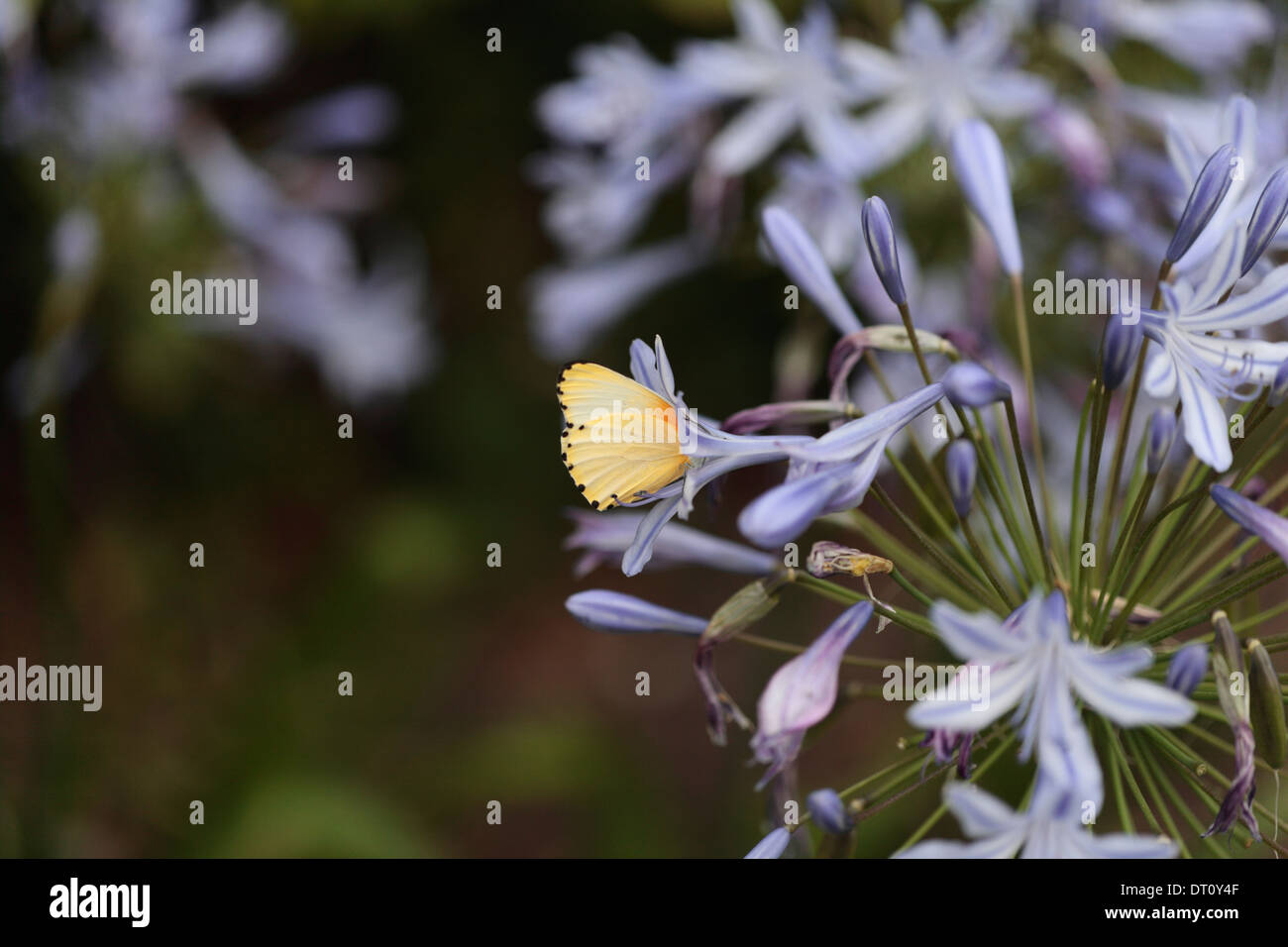 Butterfly feeding on nectar in an agapanthus flower Stock Photo