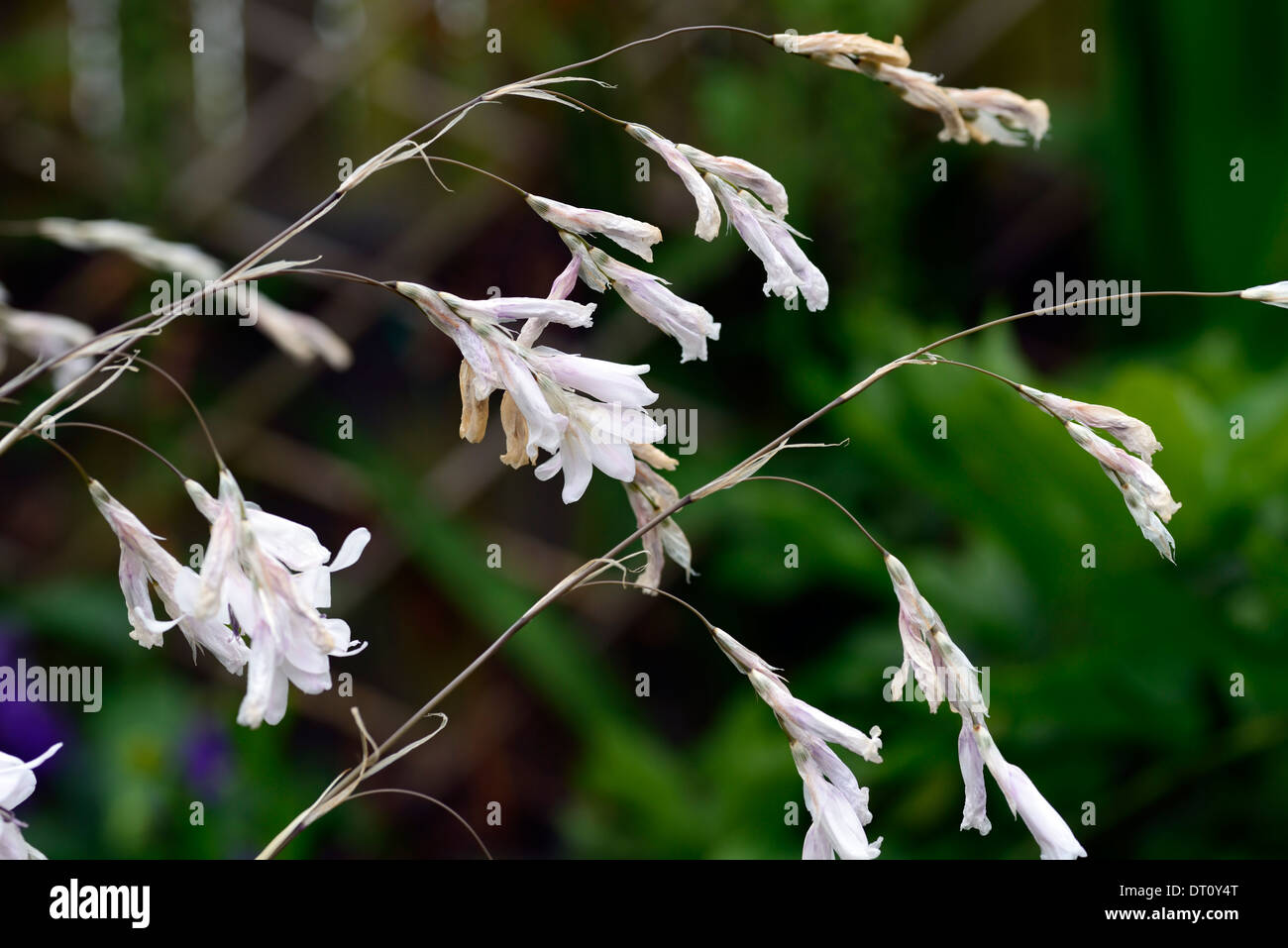 Dierama Guinevere angels fishing rods white flower flowers perennial plant Stock Photo