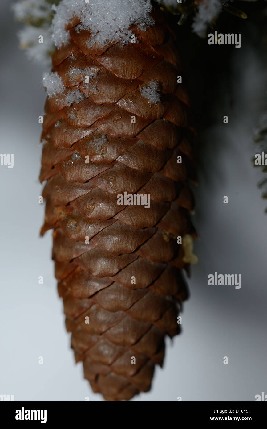 Pine cone close up hi-res stock photography and images - Alamy