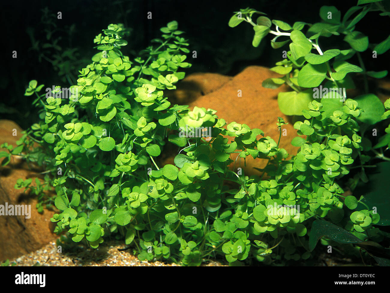 Lysimachia nummularia "aurea", Primulaceae, Roberto Nistri, horizontal aquatic plant, plants aquarium aquaria Stock Photo