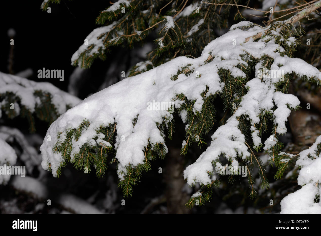 Pine tree branch with snow Stock Photo - Alamy