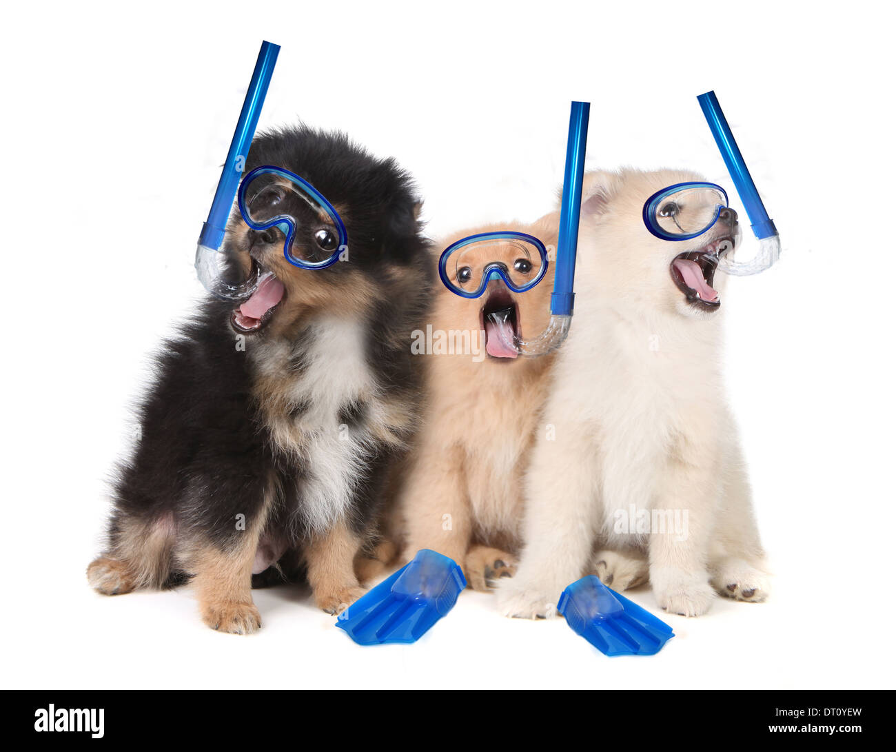 Dog snorkel Cut Out Stock Images & Pictures Alamy