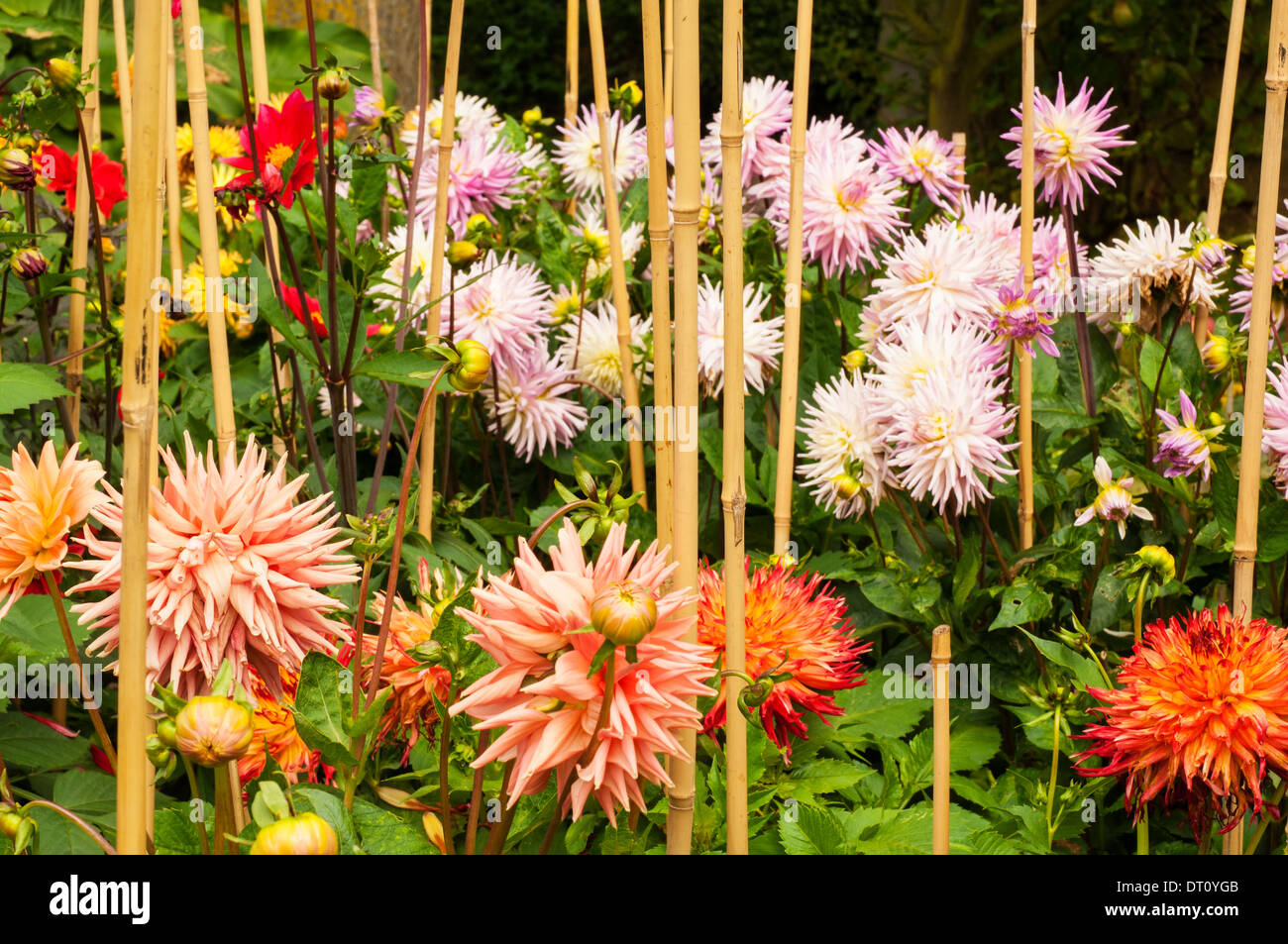 Bamboo canes supporting flowers hires stock photography and images Alamy