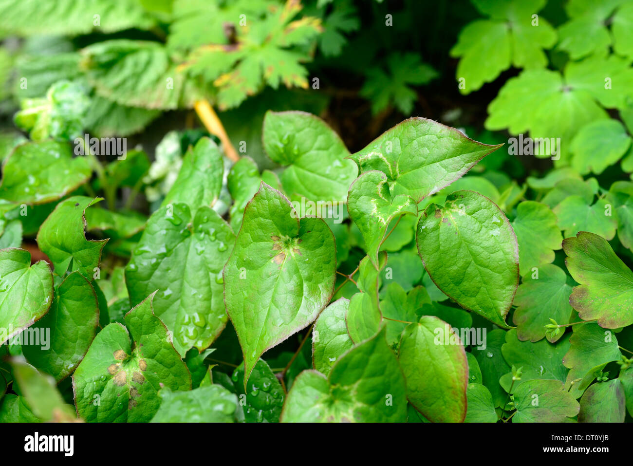 epimedium youngianum roseum spring green foliage leaves new growth groundcover plant planting Stock Photo