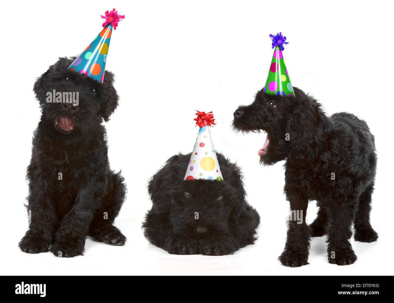 Black Russian Terrier Puppy on White Background Stock Photo Alamy