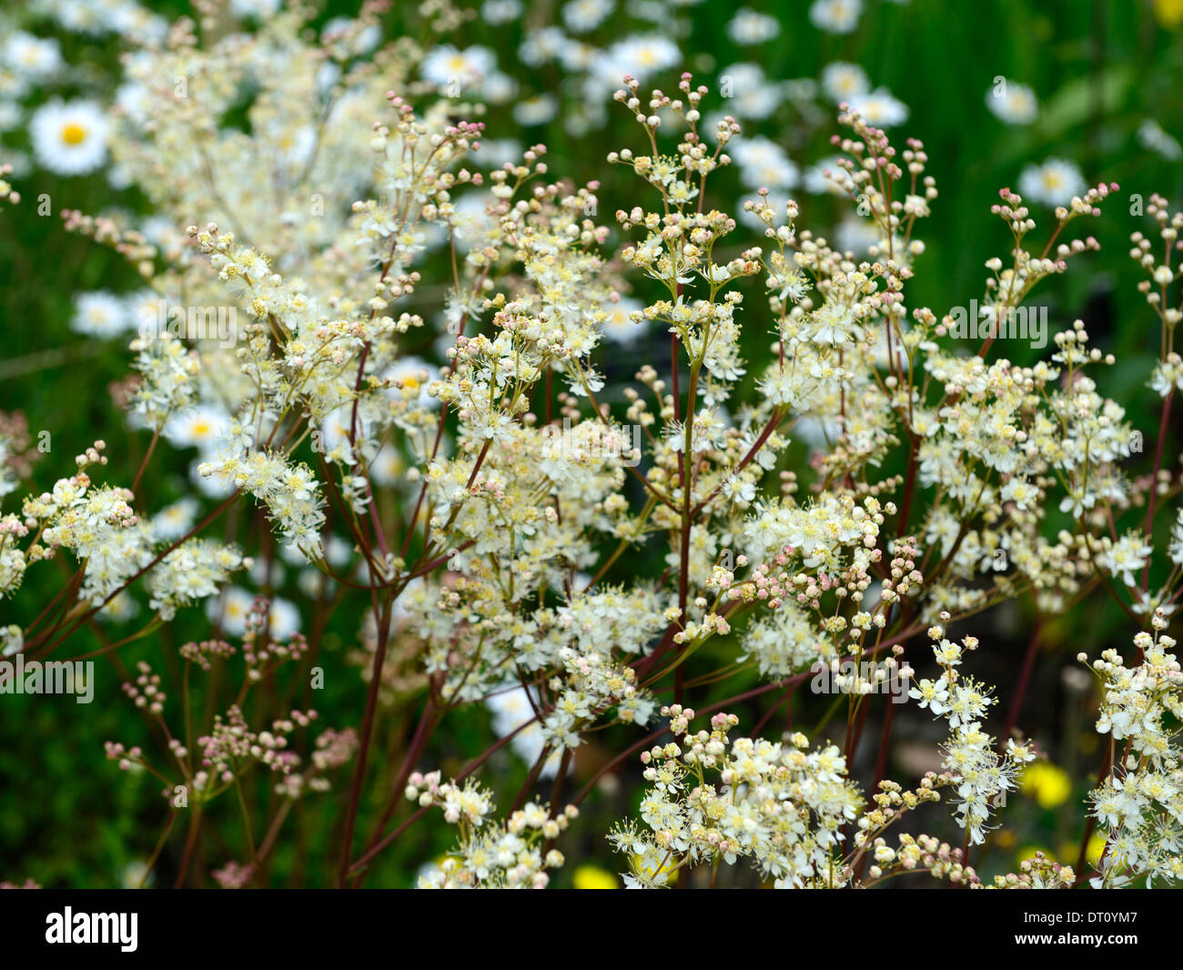 filipendula vulgaris Dropwort white flower flowers flowering perennial wild native meadow field garden plant Stock Photo