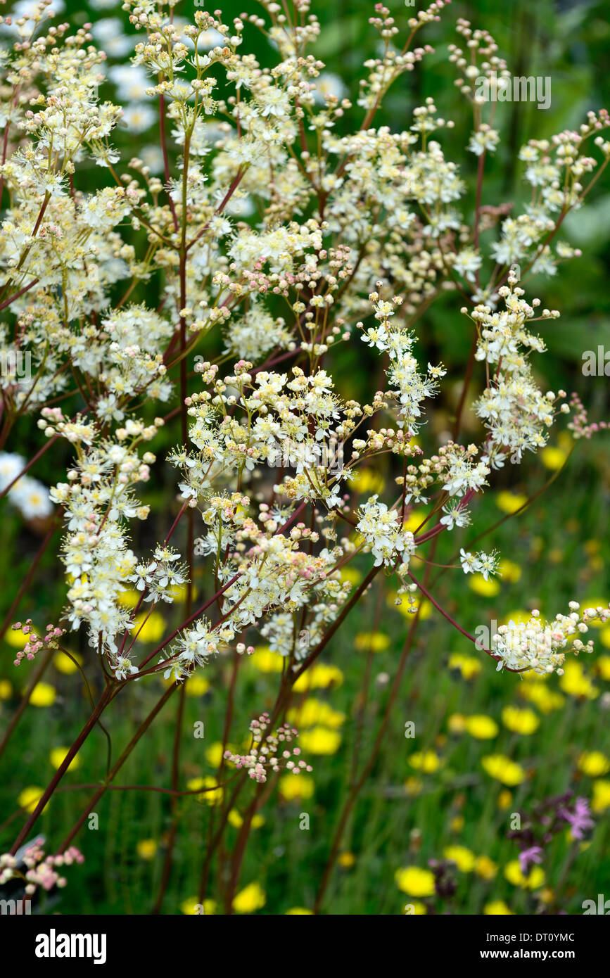filipendula vulgaris Dropwort white flower flowers flowering perennial wild native meadow field garden plant Stock Photo
