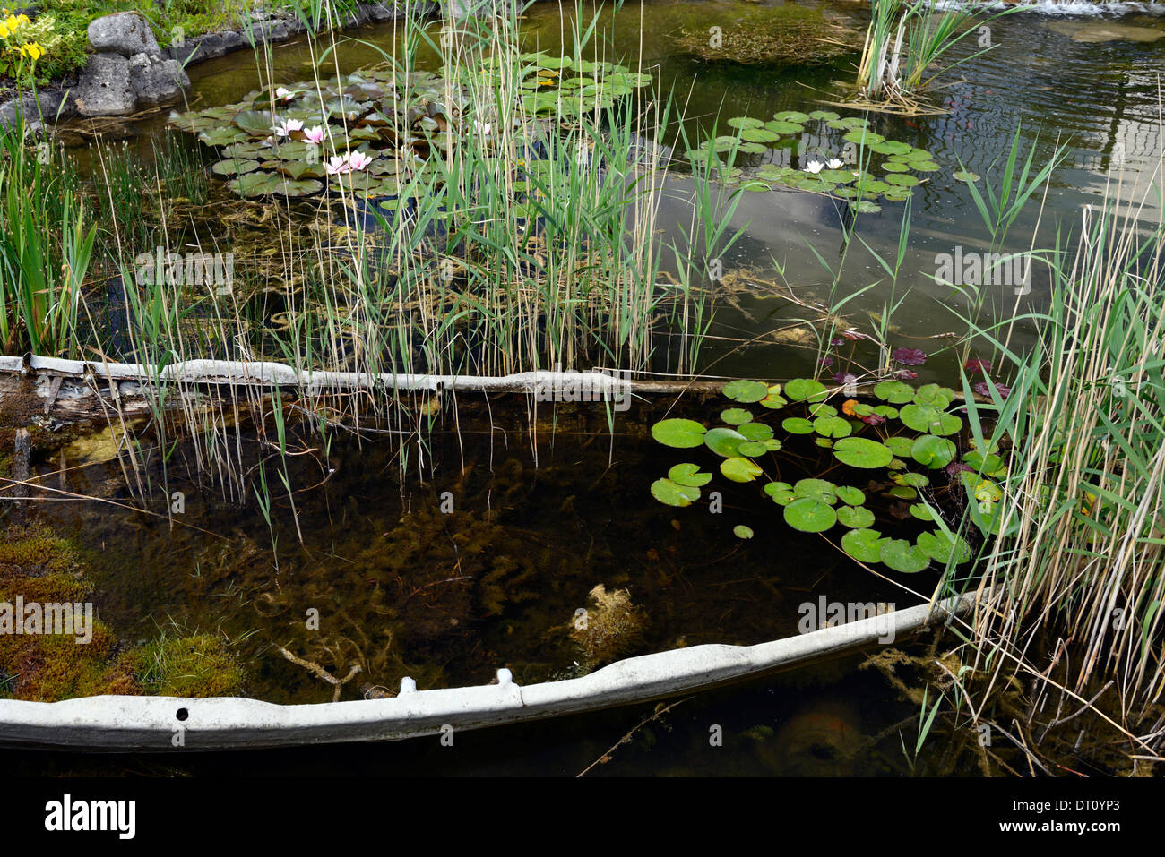 flooded sunken boat pond water feature garden gardening lily whimsical planting scheme Stock Photo