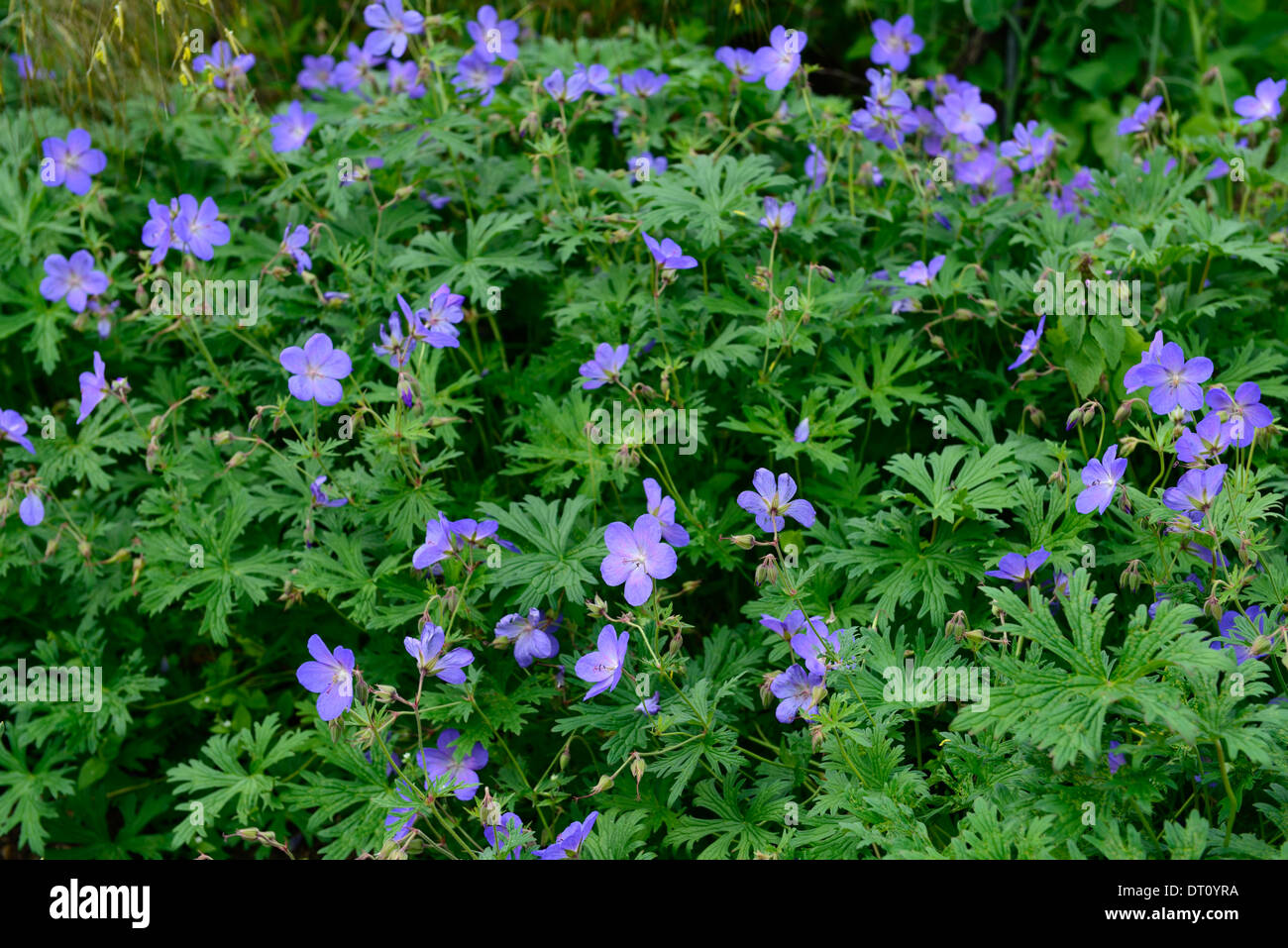 geranium johnsons blue purple blue perennials flowers petals plant